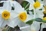 Narcissus