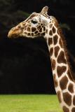 How Long Is My Neck?