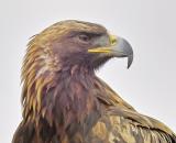 Golden Eagle