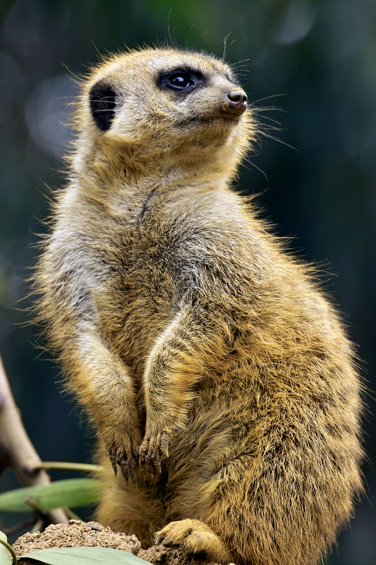 Meerkat