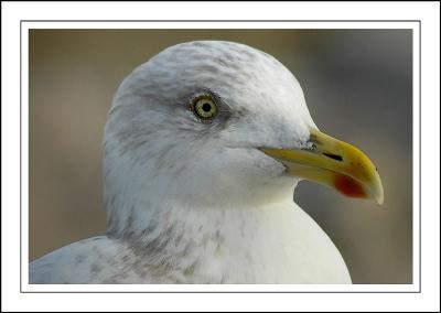 Gull's head, Sidmouth