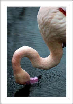 Head bangin' ~ Birdland, Bourton-on-the-Water, Cotswolds