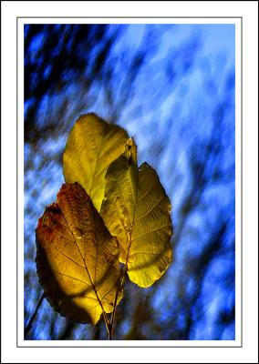 Stourhead ~ leaves'n'light
