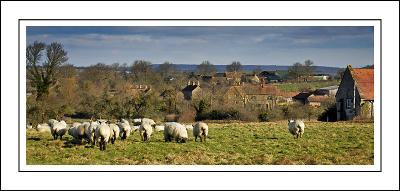 Farm and sheep near Long Load, Somerset