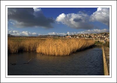 Reed beds, West Bay, Dorset