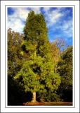 Longleat ~ light and shade