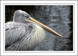 Pelican ~ Birdland, Bourton-on-the-Water, Cotswolds