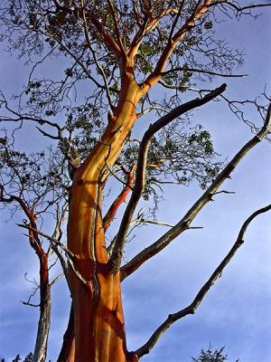 Madrone