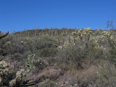 Lots of Cholla, Prickly Pear, and Saguaro on Black Mesa