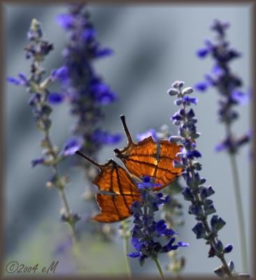 Ruddy Daggerwing