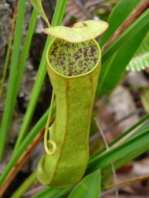 Pitcher plant at waist or knee level (depending on how tall you are)
