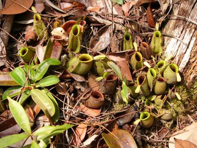 Pitcher plants on the ground