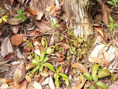 Pitcher plants