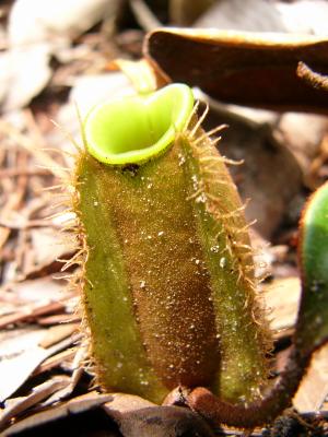 Pitcher plant