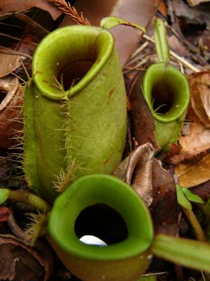 Pitcher plants