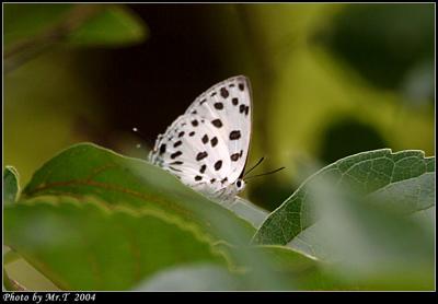 \ǽ Spotted Royal (Tajuria maculata)