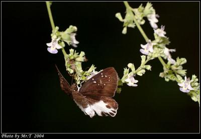 gȧ˽ Water Snow Flat (Tagiades litigiosus)