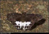 ȧ˽ Dark Edged Snow Flat (Tagiades menaka)