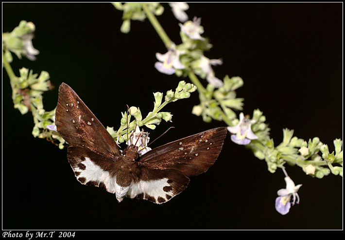 gȧ˽ Water Snow Flat (Tagiades litigiosus)