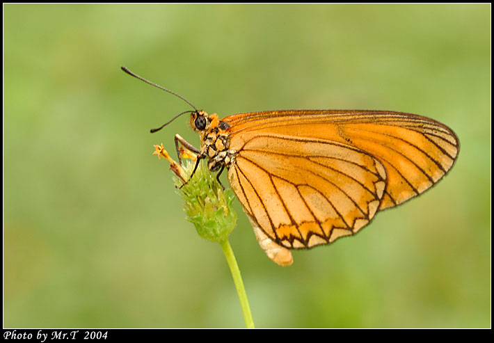 R¬ý Yellow Coster (Acraea issoria)