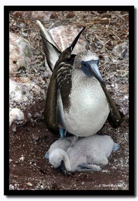 Blue-Footed Boobie with Chicks, Isla Seymour Norte, Galapagos