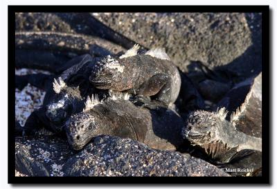 Gang of Marine Iguanas, Isla Santiago, Galapagos