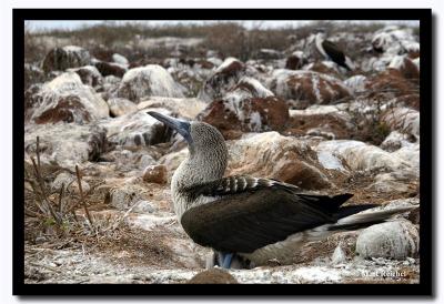 It Almost Looks Like Snow, Isla Seymour Norte, Galapagos