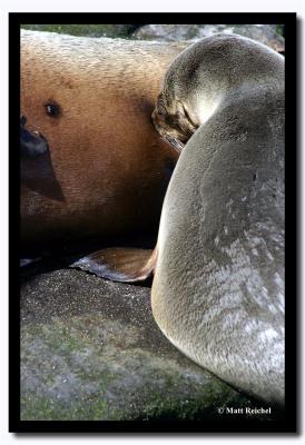 Nursing Sea Lion, Isla Santiago, Galapagos