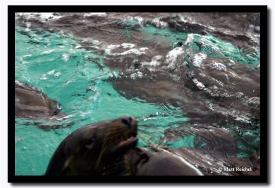 Sea Lions in the Water, Isla San Cristobal, Galapagos