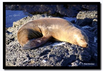 Sleeping Fur Seal, Isla Santiago, Galapagos