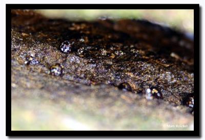 u48/mreichel/medium/30701384.SnailsinaSeaCreviceIslaBartolomeGalapagoscopy.jpg