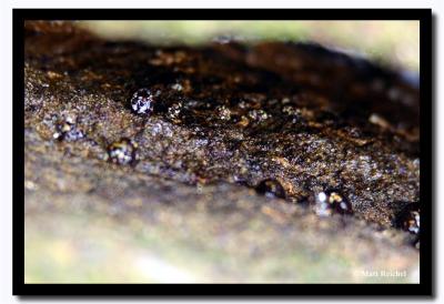 Snails in a Sea Crevice, Isla Bartolome, Galapagos