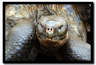 Tortuous Face, Charles Darwin Research Station, Isla Santa Cruz, Galapagos