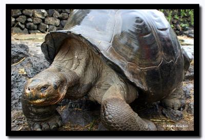 Tortuous on the Move, Charles Darwin Research Station, Isla Santa Cruz, Galapagos