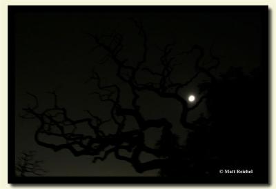 Moon Tree-copy.jpg