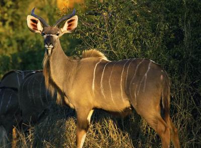 Nottens - Young Male Kudu