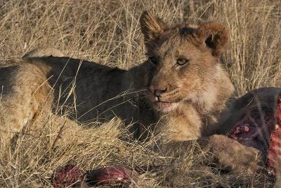 Tau - Lion cub on warthog kill