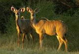 Nottens - Two young male kudu