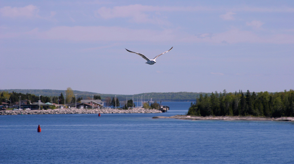 Gull.jpg