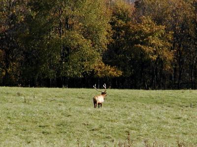 Mid Atlantic Elk.jpg(252)