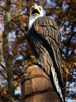 Eagle stands alone.jpg(367)