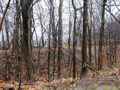 u48/ms_mimi69/medium/36977217.woods.jpg