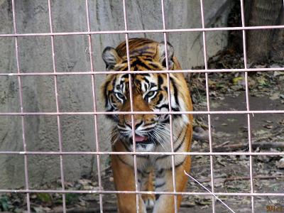 Bangel Tiger2.jpg(449)