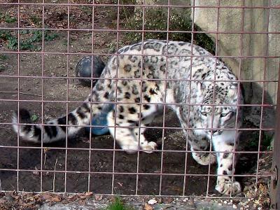 Snow Leopard4.jpg(421)