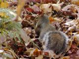 A squirrel at Starved Rock Park.jpg(359)