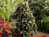 ChristMas tree4.jpg(224)