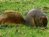 Up close squirrell.jpg(104)