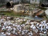 River otters playground.jpg(318)