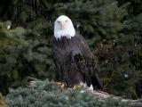 Mature Male Bald Eagle.jpg(832)