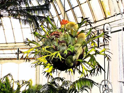 Phipps-pen-and-ink.jpg